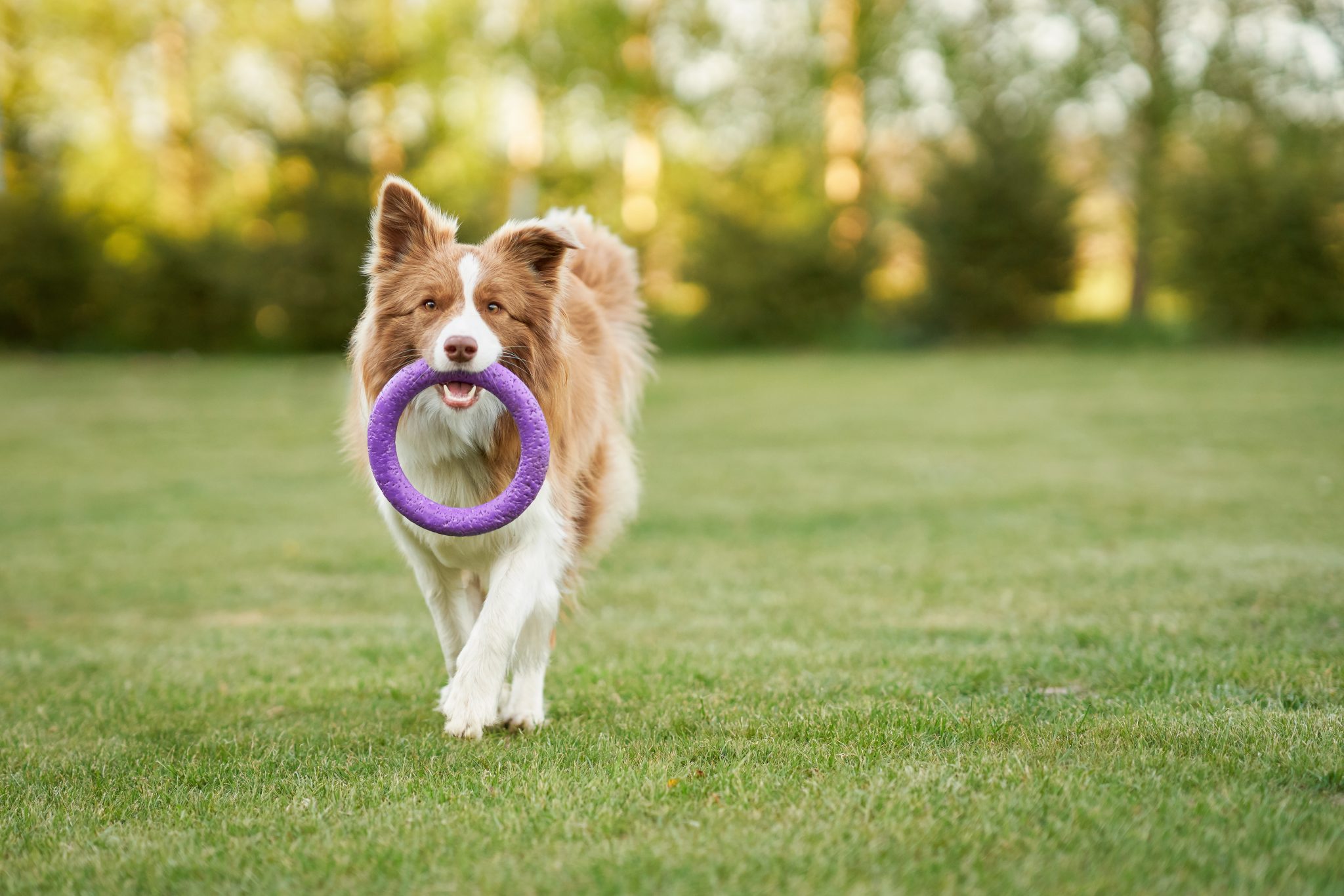 The Benefits of Dog Training: Why It's Essential for Your Furry Friend 